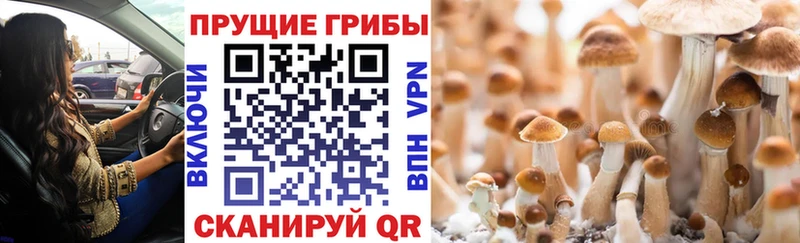 Купить закладки Гвардейск Галлюциногенные грибы прущие грибы